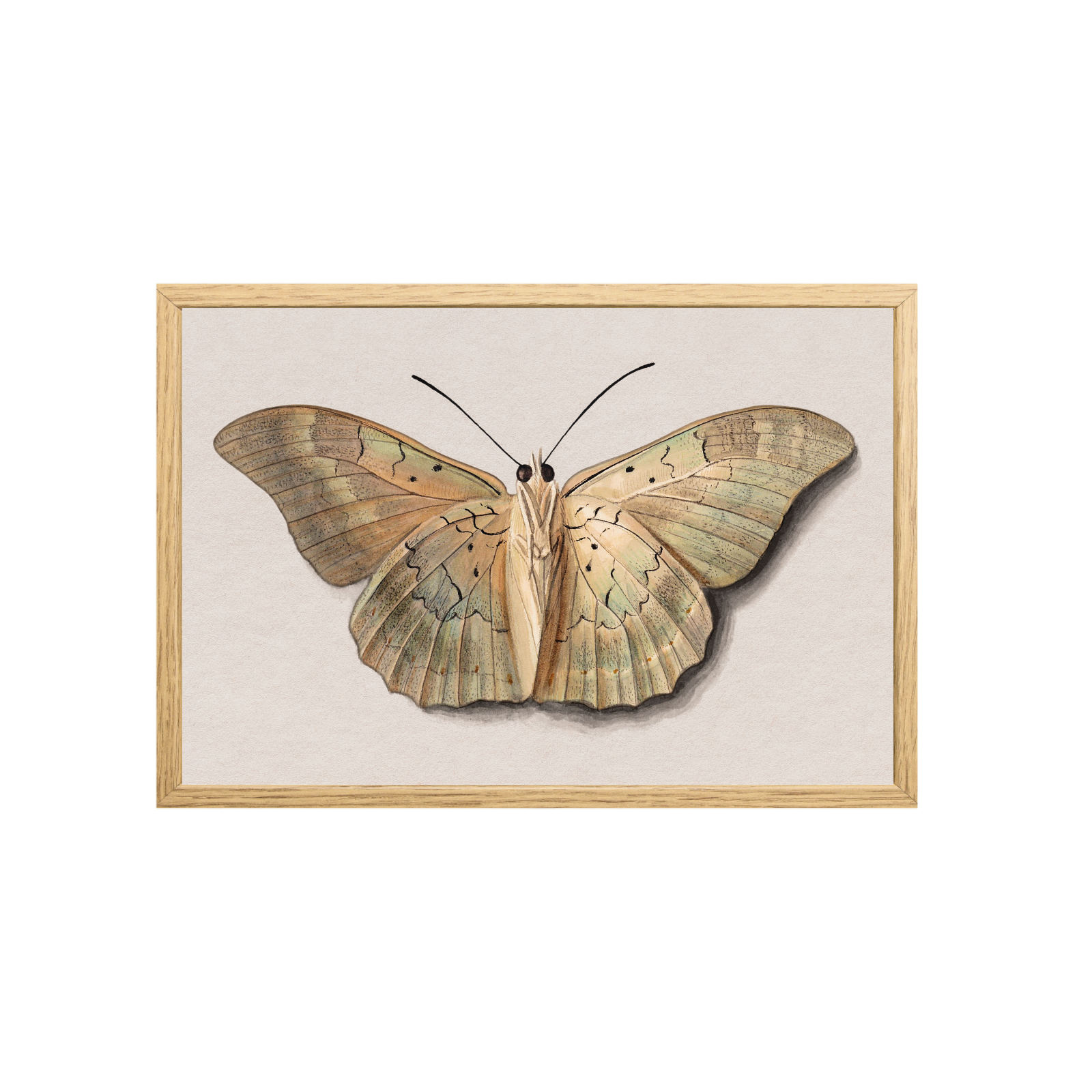 Papillon