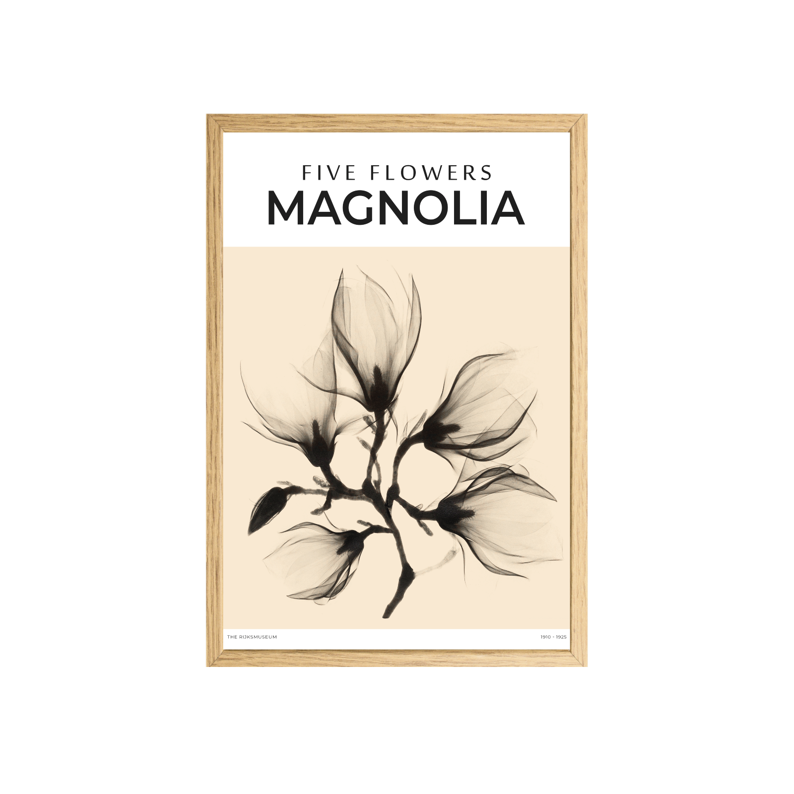 Five flowers - MAGNOLIA