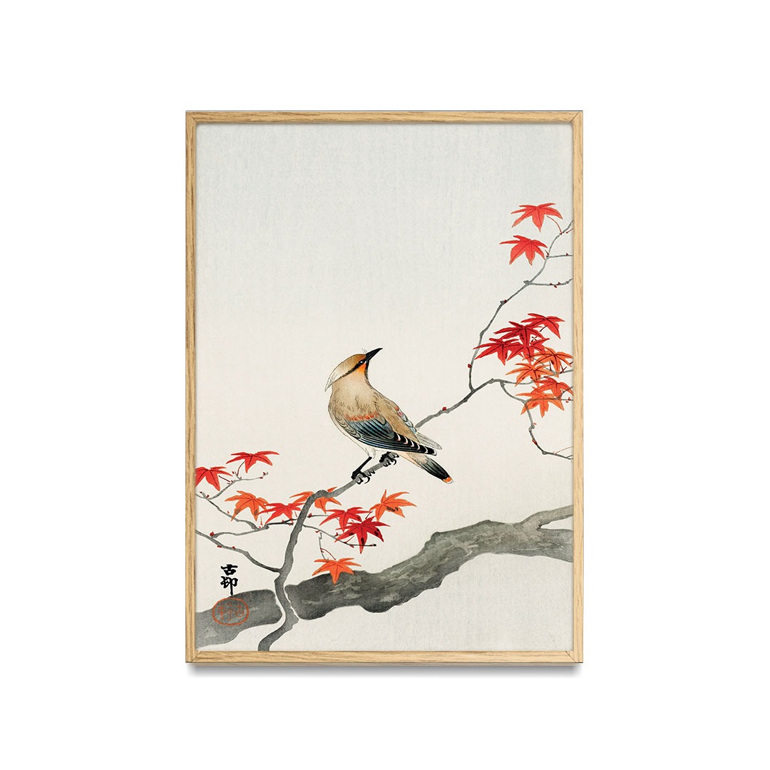 Ohara Koson - Oiseau de peste japonaise sur érable