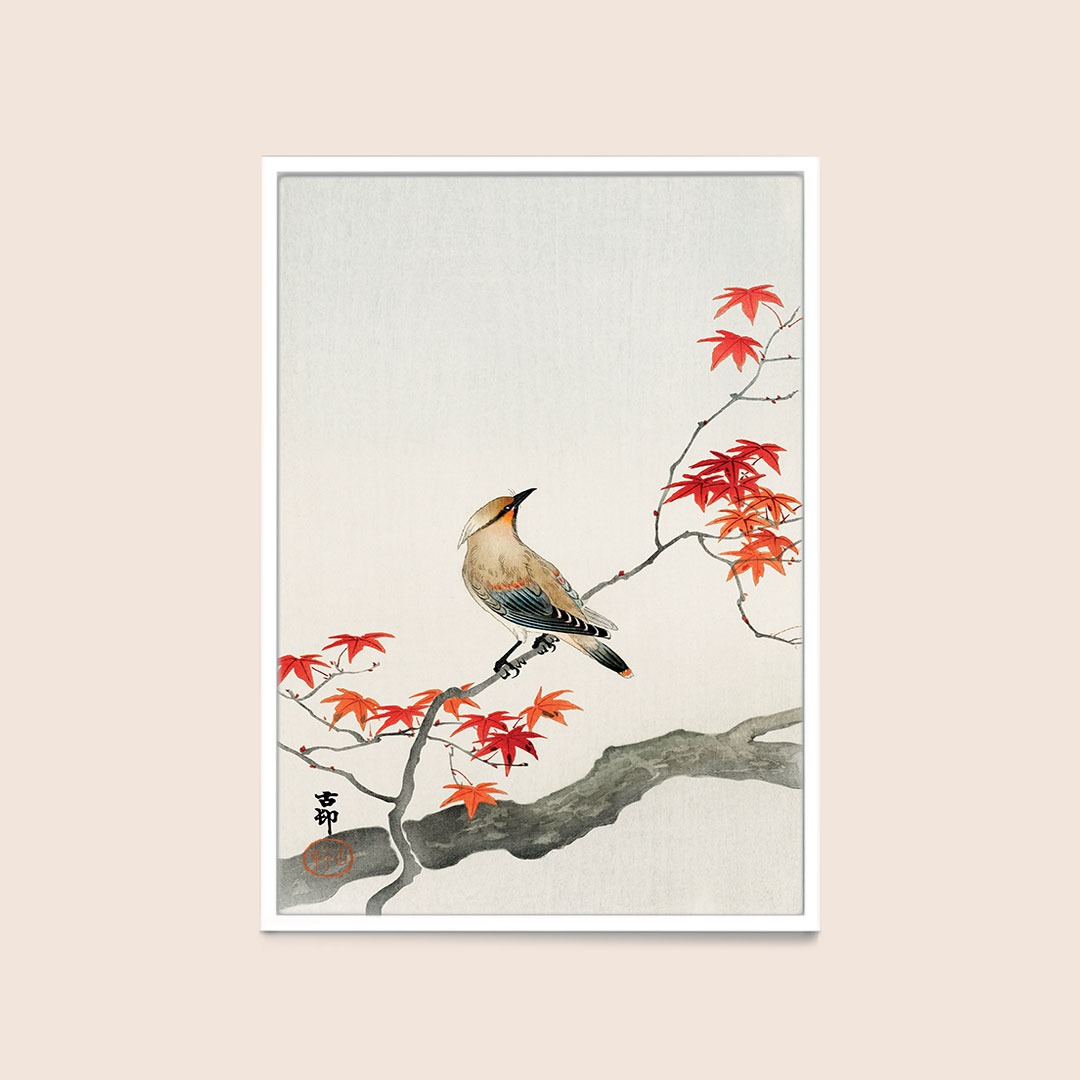 Ohara Koson - Oiseau de peste japonaise sur érable